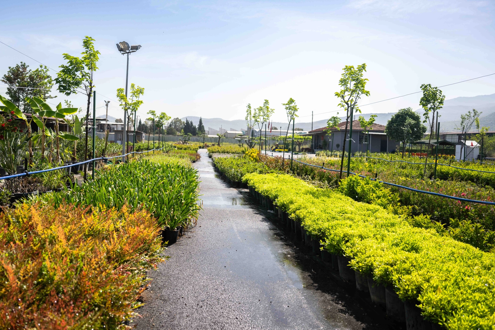 Bornova fidanlığı yeni görünümüyle göz kamaştırıyor